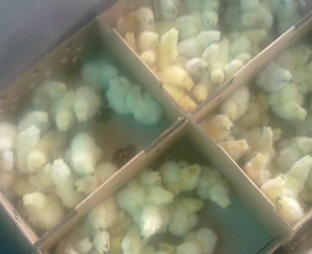 供應(yīng)廣州豐盛雞苗孵化場(chǎng)，電話：020-84895348