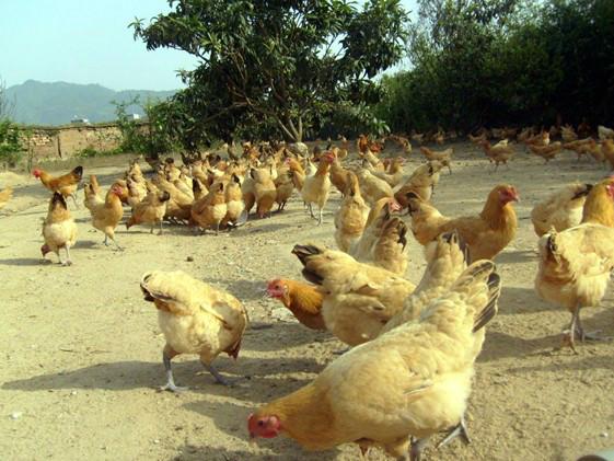 供應(yīng)草雞苗， 土雞苗、笨雞批發(fā)，雞苗養(yǎng)殖孵化場(chǎng)