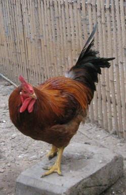 供應(yīng)麻雞苗一只多少錢，廣州麻雞苗報價，麻雞苗供應(yīng)商