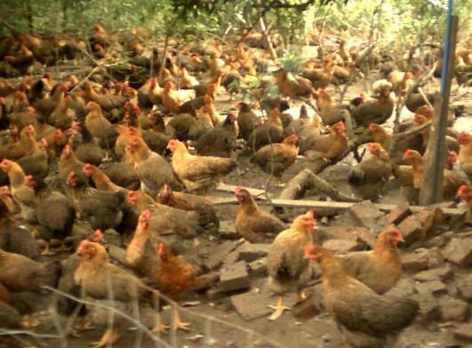 供應(yīng)廣東雞苗公司  廣東省*的孵化雞場