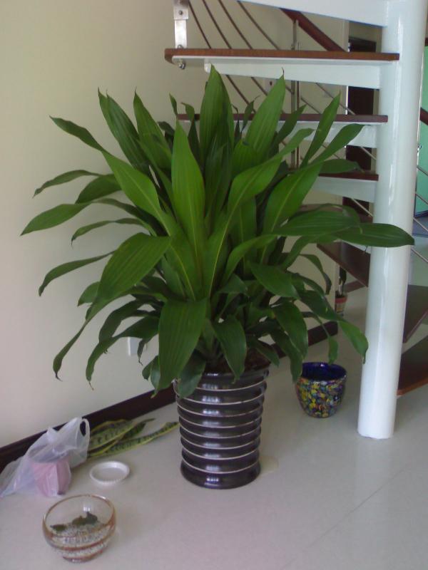 供應(yīng)室內(nèi)綠色植物辦公室花木租擺