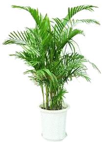 供應(yīng)室內(nèi)綠色植物辦公室花木租擺