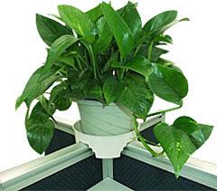 供應(yīng)室內(nèi)綠色植物辦公室花木租擺