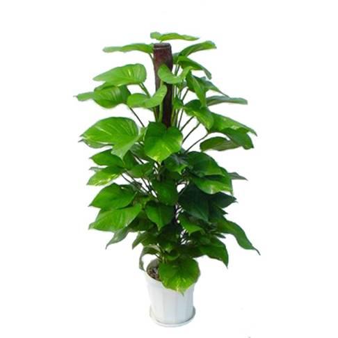 供應(yīng)室內(nèi)綠色植物辦公室花木租擺