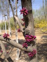 供應(yīng)叢生紫荊