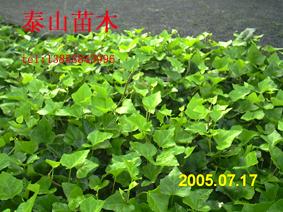 爬山虎小苗圖片/爬山虎小苗樣板圖 (2)