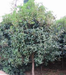 供應小桂花桂花樹價格 桂花苗價格