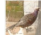 供應(yīng)珍*苗養(yǎng)殖場(chǎng)批發(fā)；珍*苗養(yǎng)殖場(chǎng)批發(fā)價(jià)格；珍*苗養(yǎng)殖場(chǎng)電話