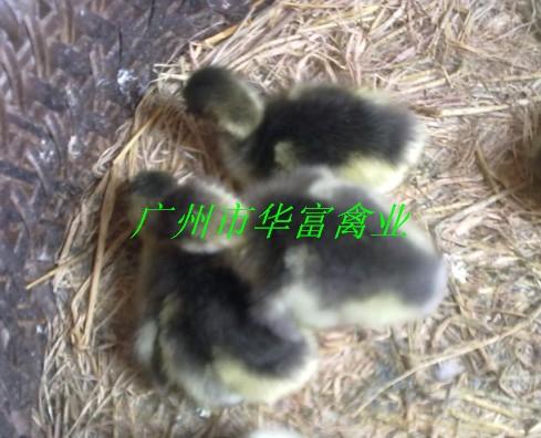 供應雞苗鴨苗鵝苗