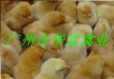 供應良種的雞苗，良種的雞苗電話，良種的雞苗報價，良種的雞苗公司