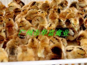 廣州新陂麻雞苗價(jià)錢圖片