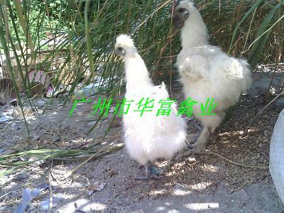 供應(yīng)廣州竹絲雞苗供應(yīng)商；廣州竹絲雞苗供應(yīng)商報(bào)價(jià)；廣州竹絲雞苗養(yǎng)殖場(chǎng)