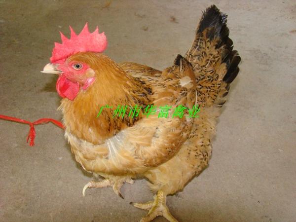 供應(yīng)廣州麻黃雞苗價(jià)格
