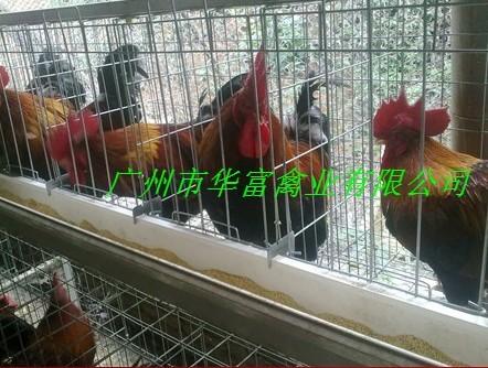 供應(yīng)長(zhǎng)春清遠(yuǎn)麻雞苗【2號(hào)苗】