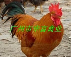 广州惠民禽业有限公司