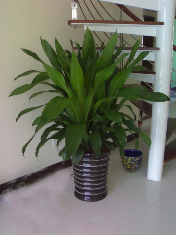 供應(yīng)北京綠植花卉鮮花銷售