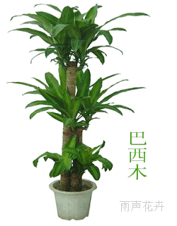 供應(yīng)綠植出租綠植出租公司北京綠植公司
