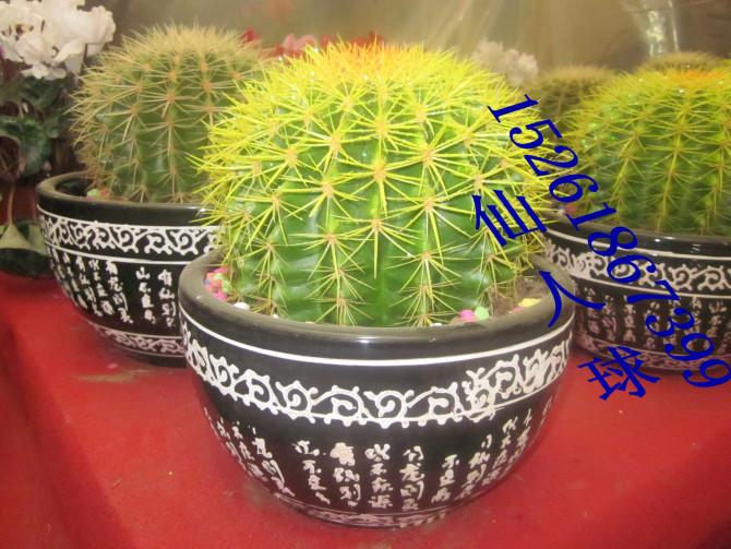 供應植物租賃介紹