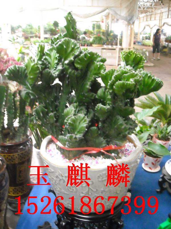 承接南京單位花卉租擺綠植租擺圖片