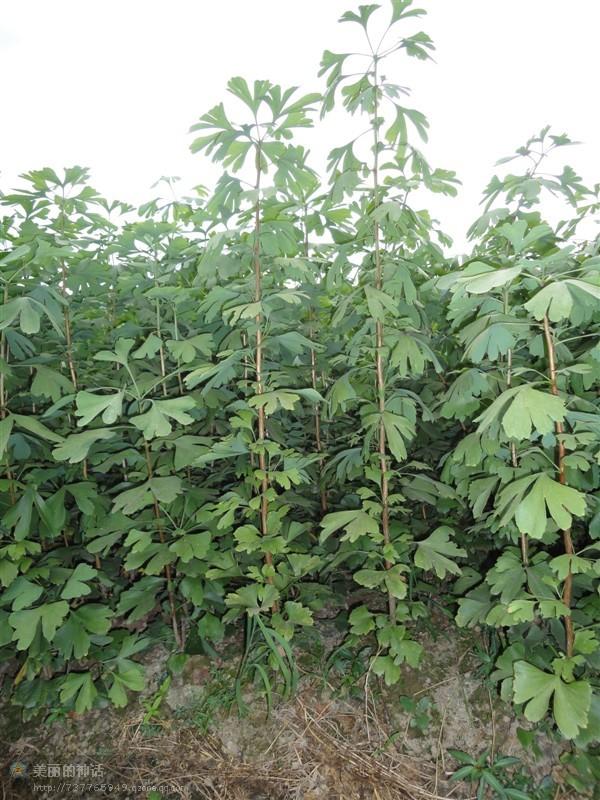 供應(yīng)銀杏小苗大量供應(yīng)