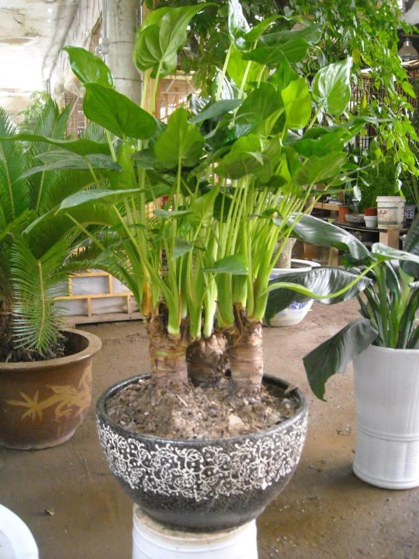 供應(yīng)南京花卉租賃千手觀音