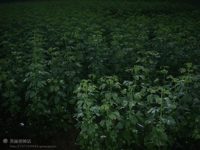 供應(yīng)銀杏小苗大量供應(yīng)