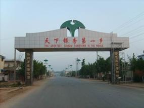 2012年銀杏樹苗價格圖片