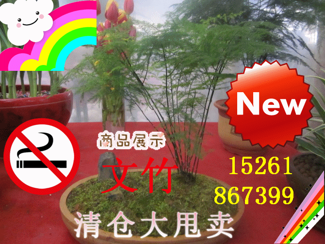 供應(yīng)商場(chǎng)綠植租賃方案