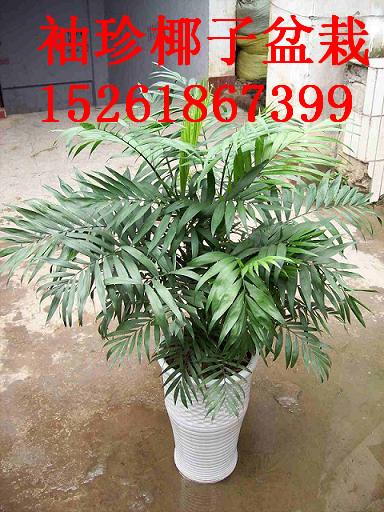 綠植租賃建議圖片