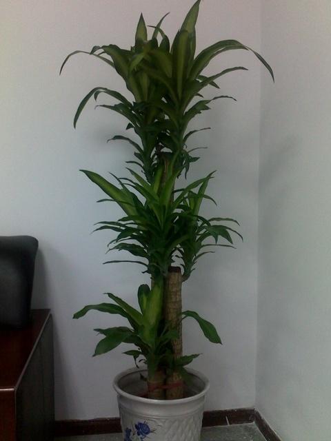 供應(yīng)植物租擺南京地區(qū)報(bào)價(jià)