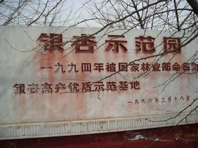 供應(yīng)2011年秋天銀杏樹(shù)價(jià)格