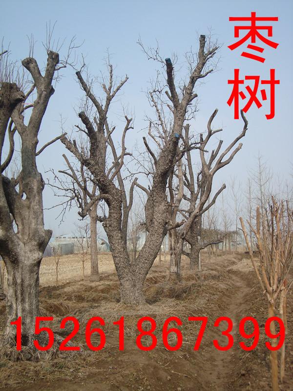 柿子圖片/柿子樣板圖 (3)
