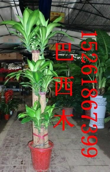 供應(yīng)承接南京植物租擺花卉租賃