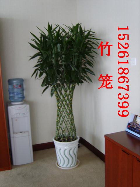 供應(yīng)商場(chǎng)綠植租賃方案