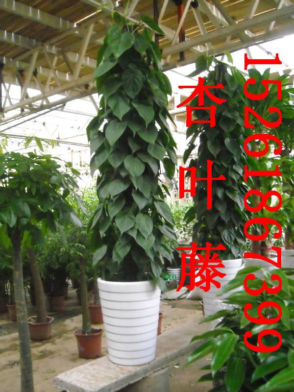 供應(yīng)會(huì)議場(chǎng)所綠植租賃方案