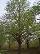 南京園林綠化圖片