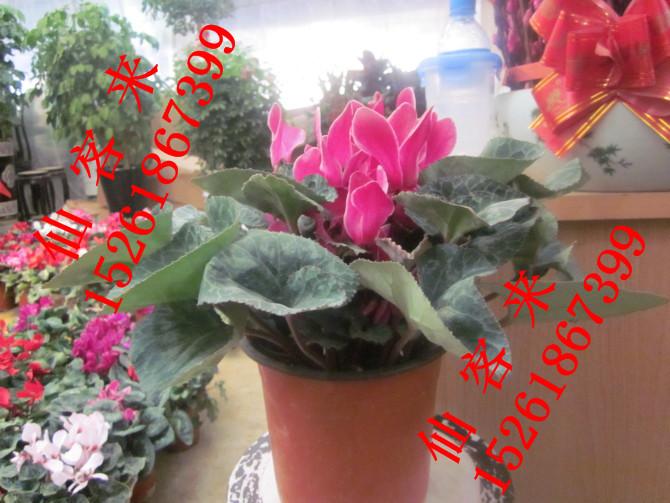 供應(yīng)南京花卉租賃那家好