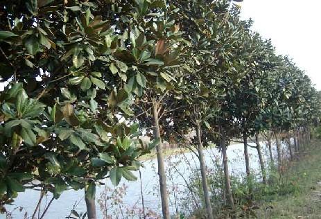 供應(yīng)廣玉蘭