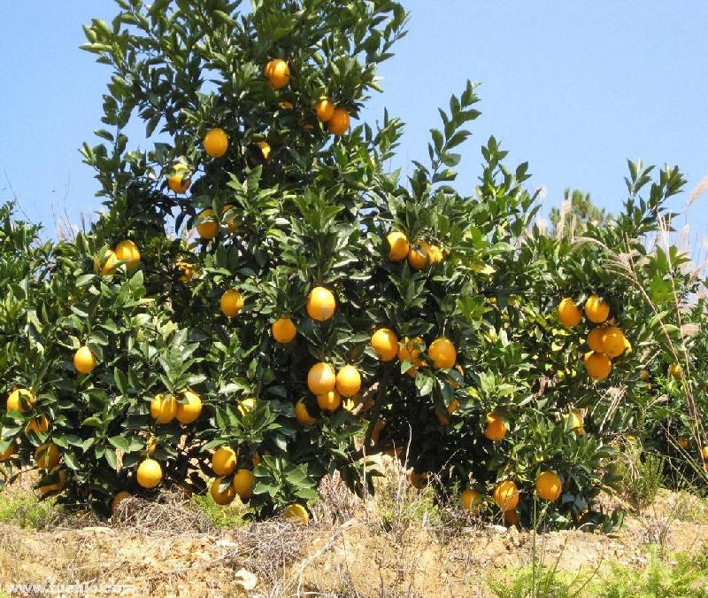 供應(yīng)2013年植樹節(jié)*各種果樹苗