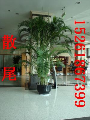 供應酒店植物租賃方案