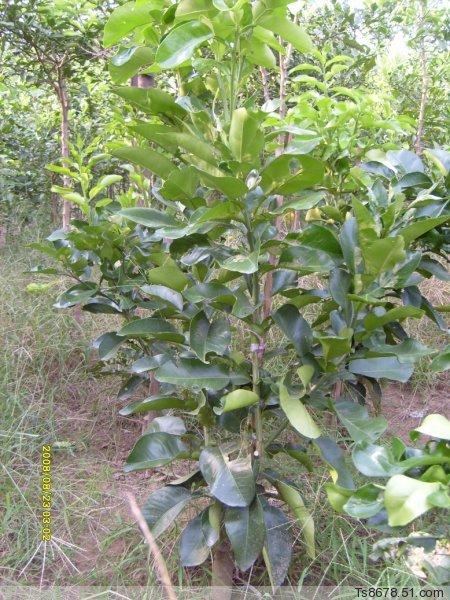 供應(yīng)2014年植樹節(jié)*果樹苗