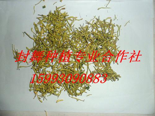 封丘金銀花圖片/封丘金銀花樣板圖 (2)