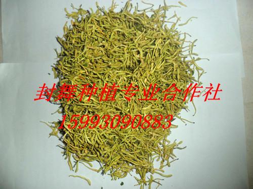 封丘金銀花圖片/封丘金銀花樣板圖 (3)