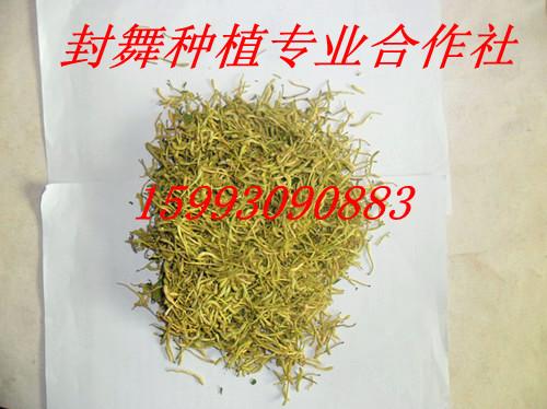2012新鄉(xiāng)封丘金銀花圖片