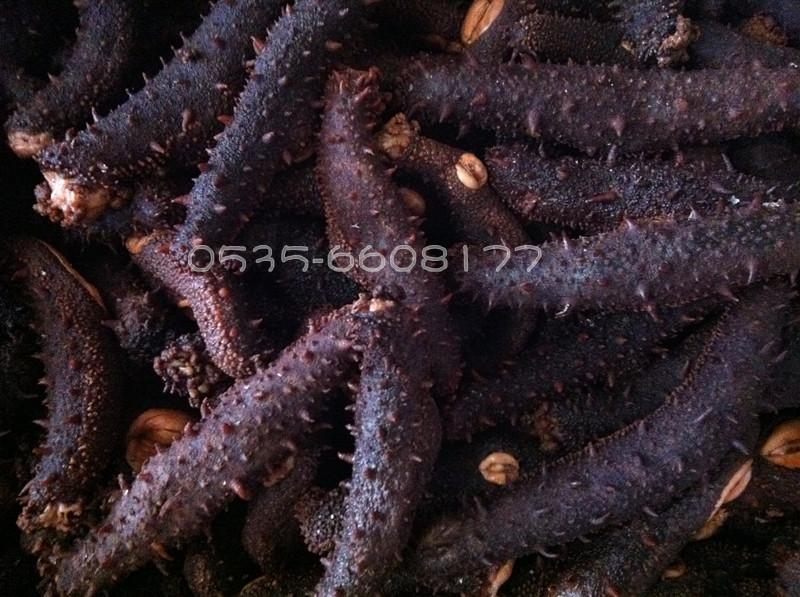 供應(yīng)海參美國(guó)海參進(jìn)口海參美國(guó)紅參