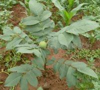 光皮木瓜苗圖片/光皮木瓜苗樣板圖 (2)