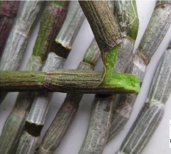 供應(yīng)鐵皮石斛苗，鐵皮石斛，石斛*