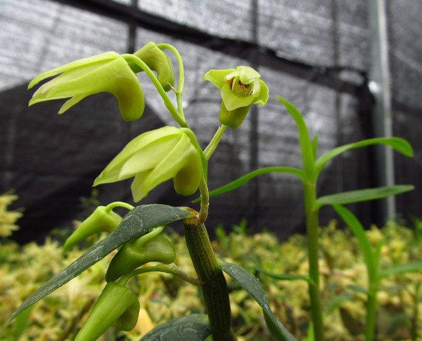 供應鐵皮石斛花生產廠家，浙江鐵皮石斛花生產廠家，鐵皮石斛花生產廠家