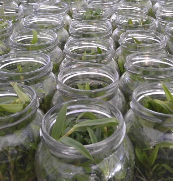 供應(yīng)鐵皮石斛組培公司 鐵皮石斛組培基地 鐵皮石斛組培中心 組培苗廠家