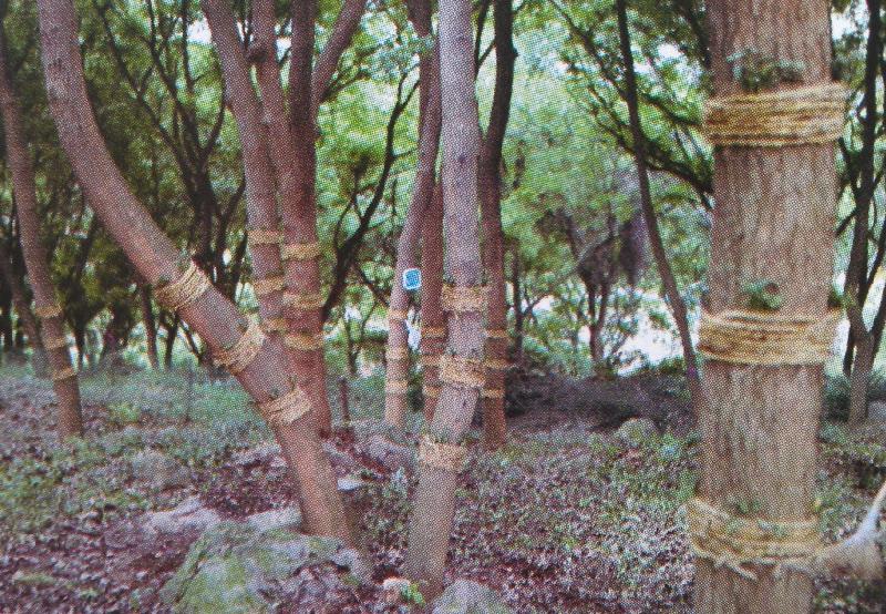 供應(yīng)林下仿*鐵皮石斛/鐵皮石斛/*石斛